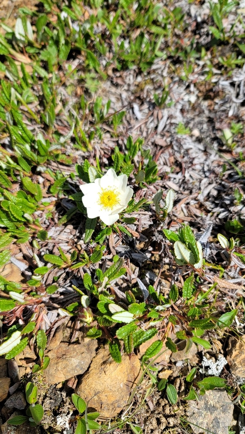 Dryas hookeriana photo 8