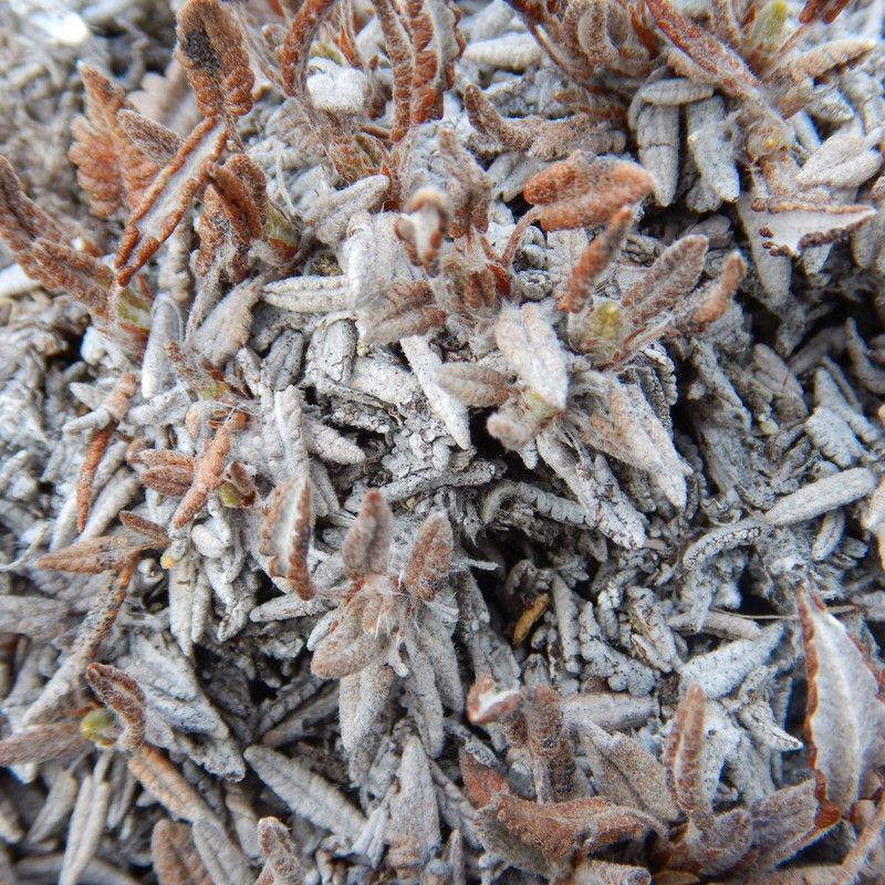 Dryas incisa