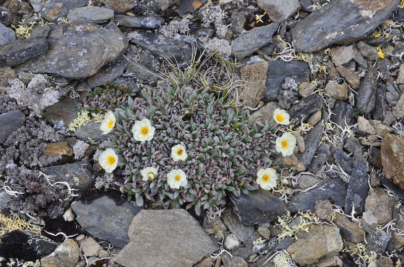 Dryas incisa photo 2