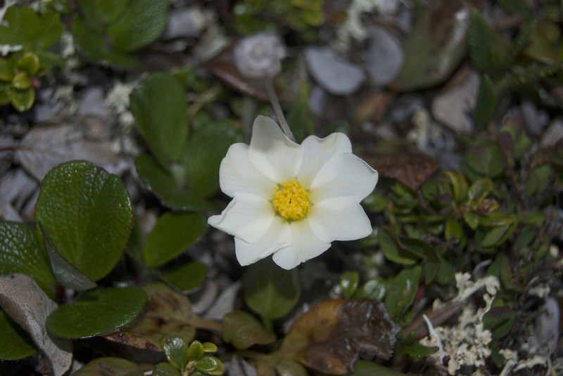 Dryas incisa photo 3