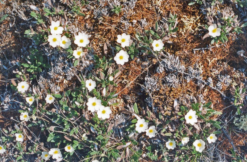 Dryas incisa photo 4