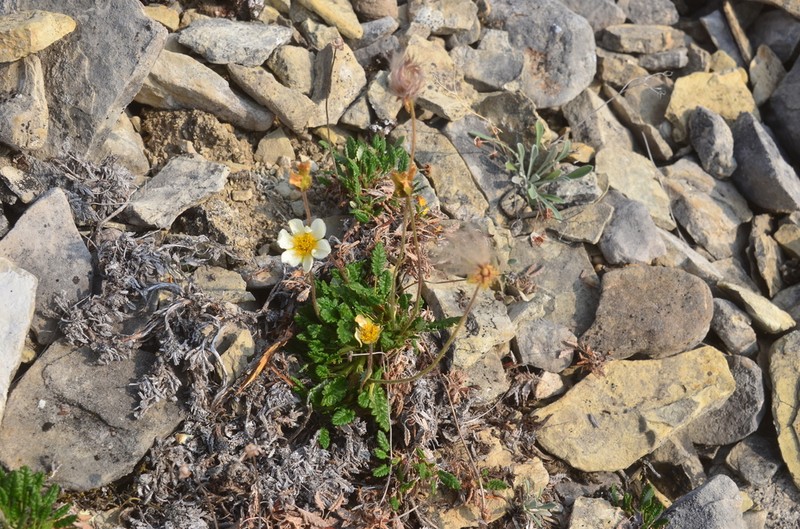 Dryas incisa photo 5