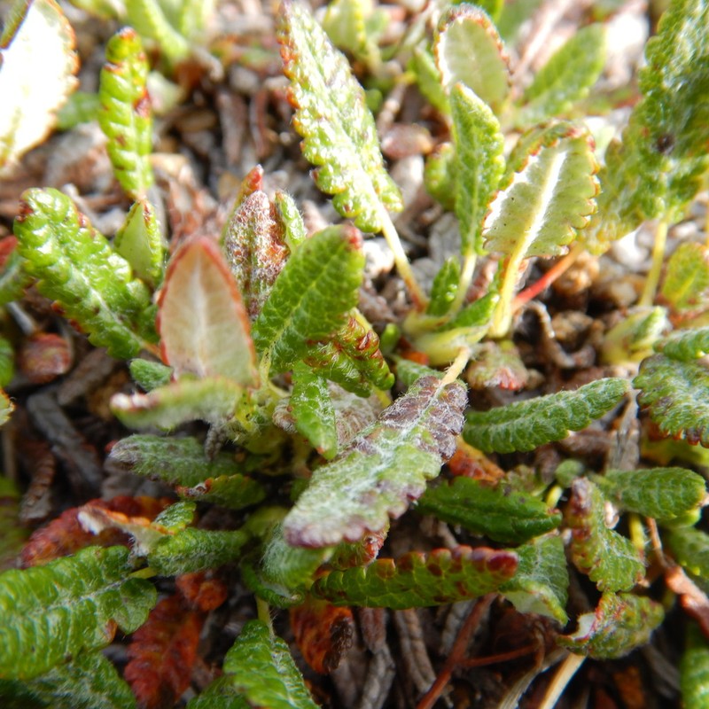 Dryas incisa photo 6