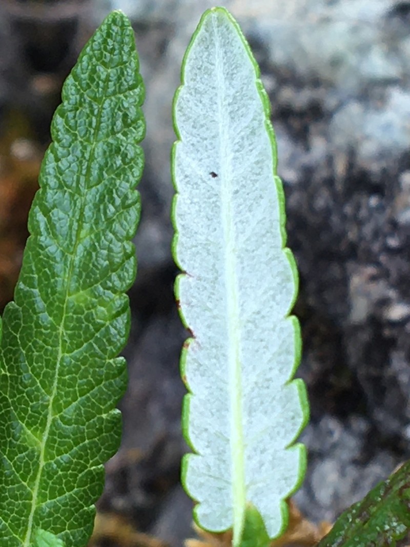 Dryas incisa photo 7
