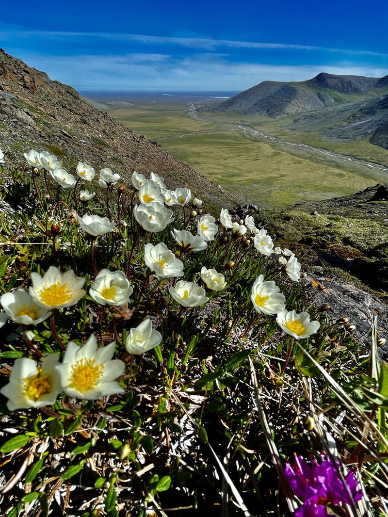 Entireleaf Mountain-Avens