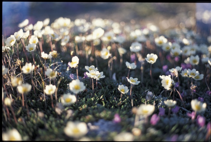 Entireleaf Mountain-Avens photo 2