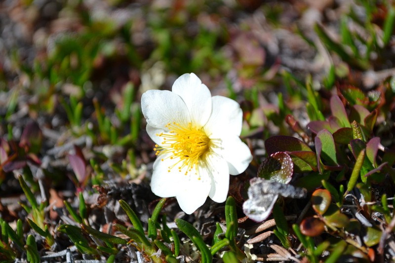 Entireleaf Mountain-Avens photo 4