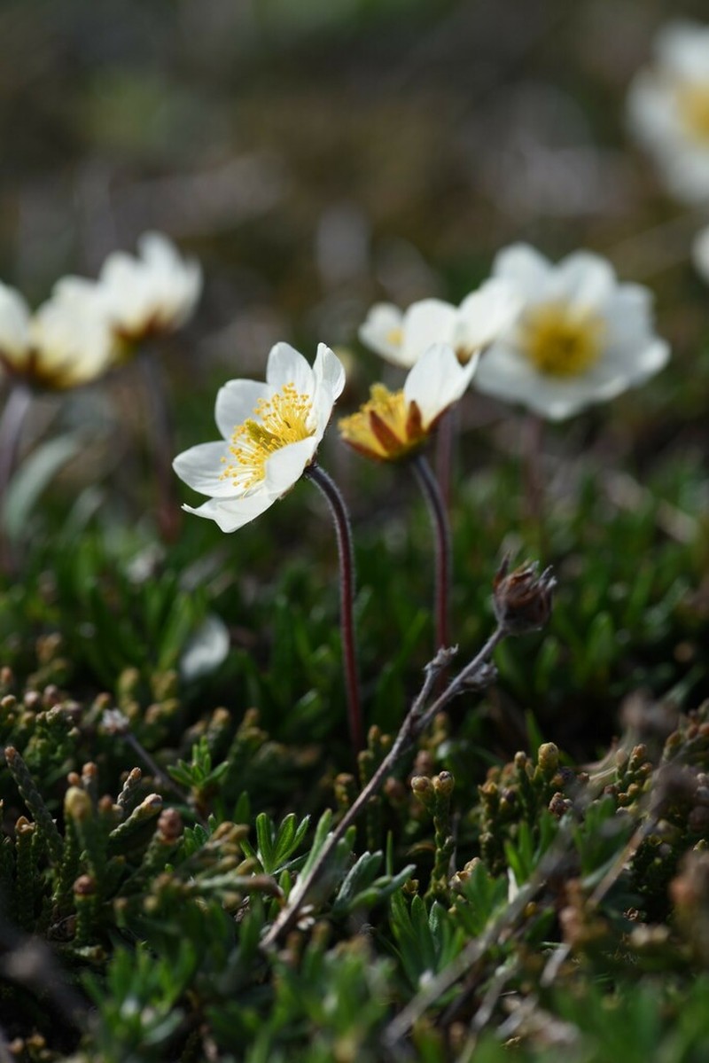 Entireleaf Mountain-Avens photo 5