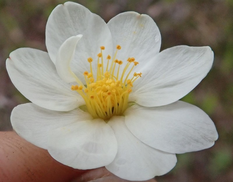 Entireleaf Mountain-Avens photo 6