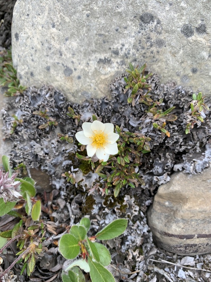 Entireleaf Mountain-Avens photo 7