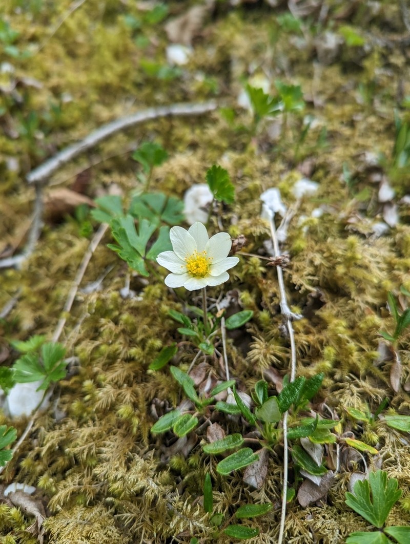 Entireleaf Mountain-Avens photo 8