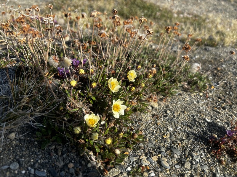 Dryas integrifolia subsp. integrifolia photo 2