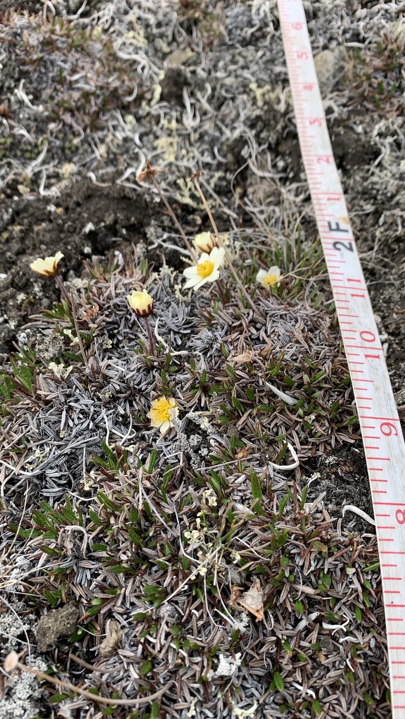 Dryas integrifolia subsp. integrifolia photo 3