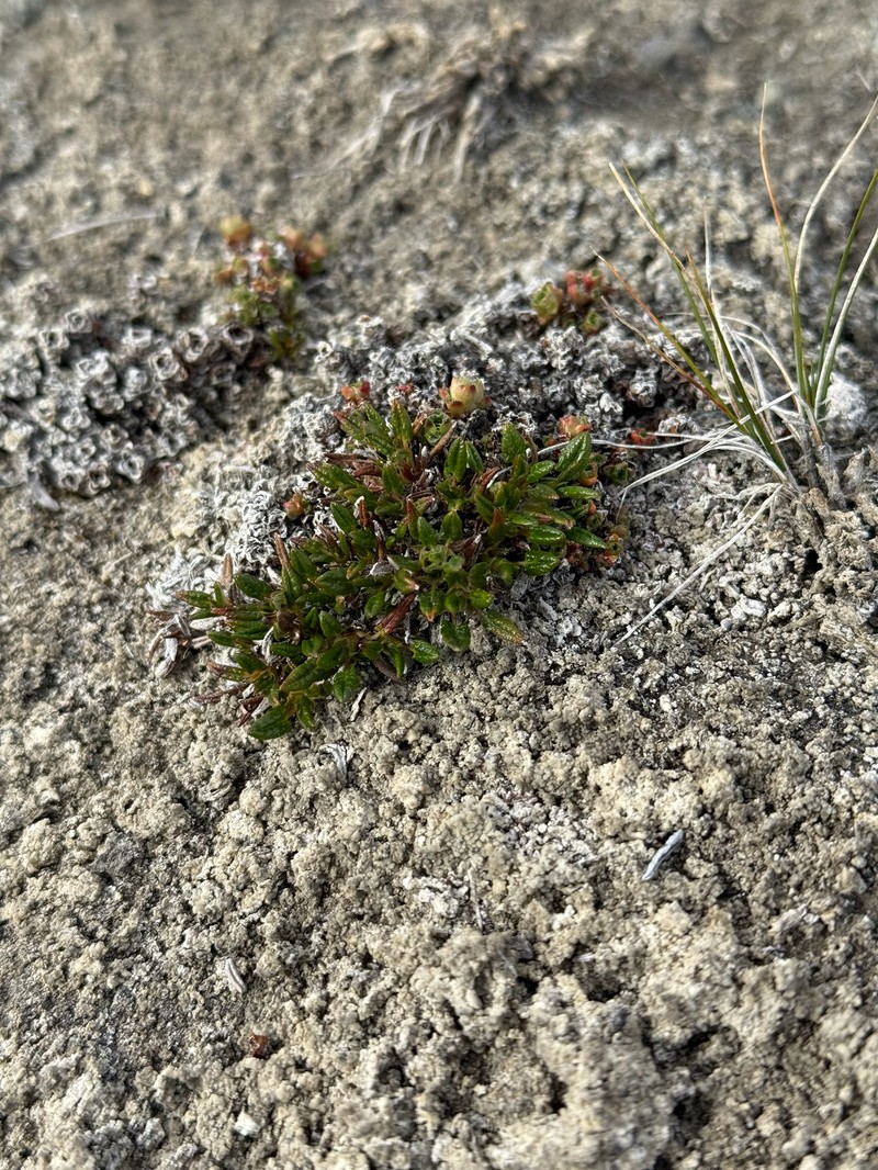 Dryas integrifolia subsp. integrifolia photo 4