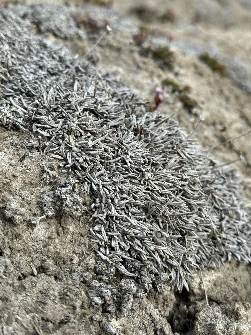 Dryas integrifolia subsp. integrifolia photo 5