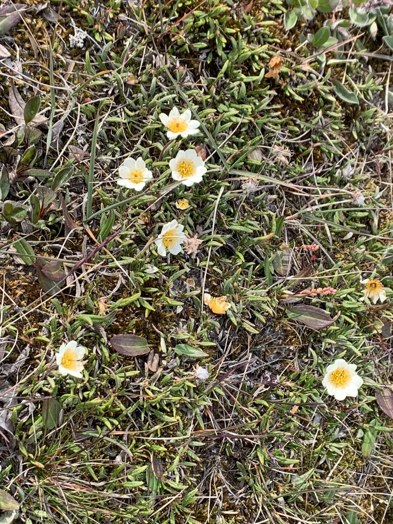 Dryas integrifolia subsp. integrifolia photo 6