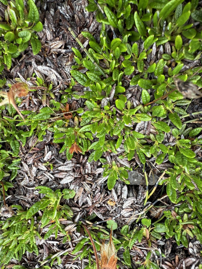 Dryas integrifolia subsp. integrifolia photo 7