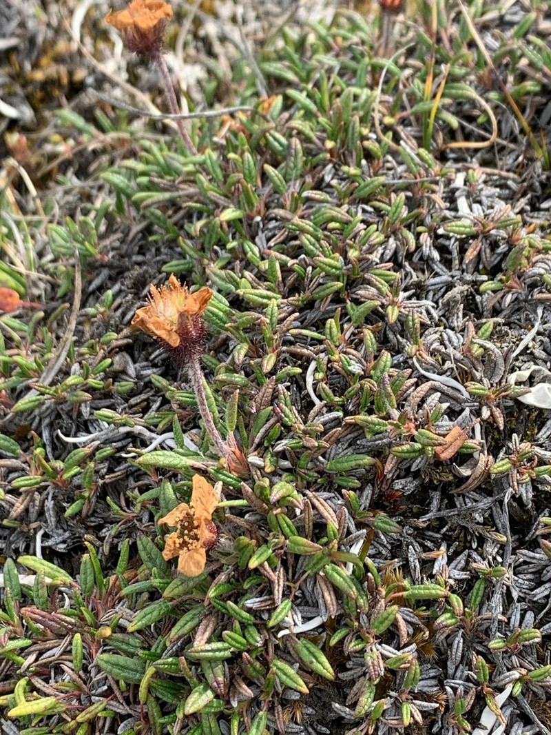 Dryas integrifolia subsp. integrifolia photo 8