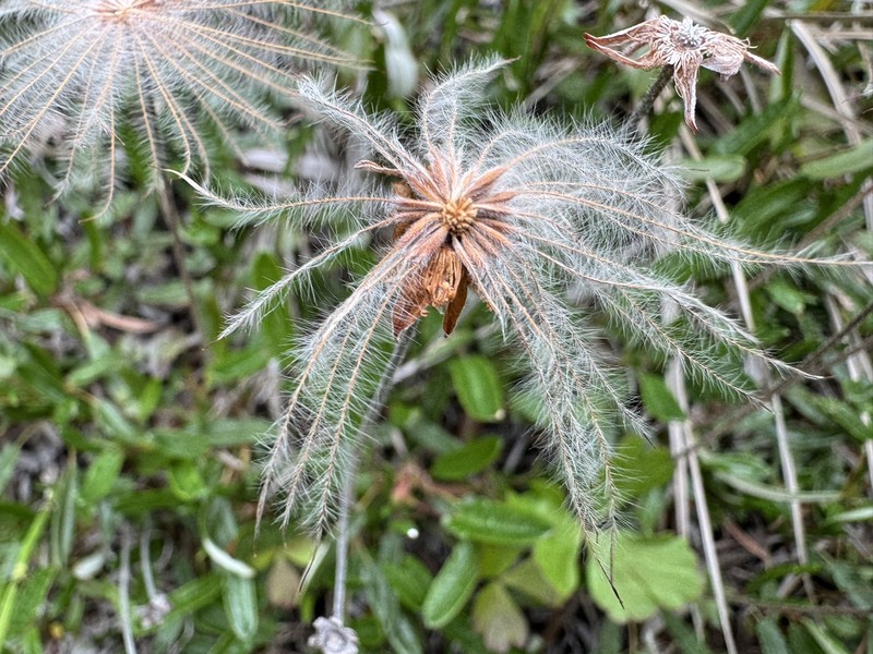 Dryas integrifolia subsp. sylvatica