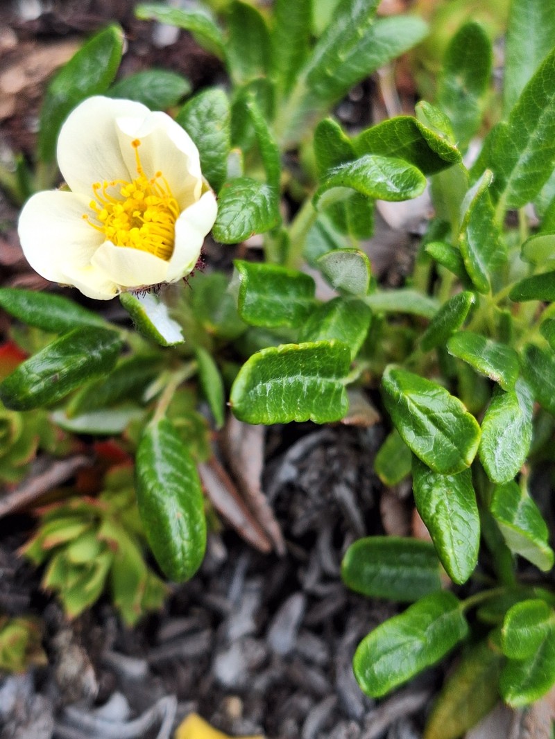 Dryas integrifolia subsp. sylvatica photo 3