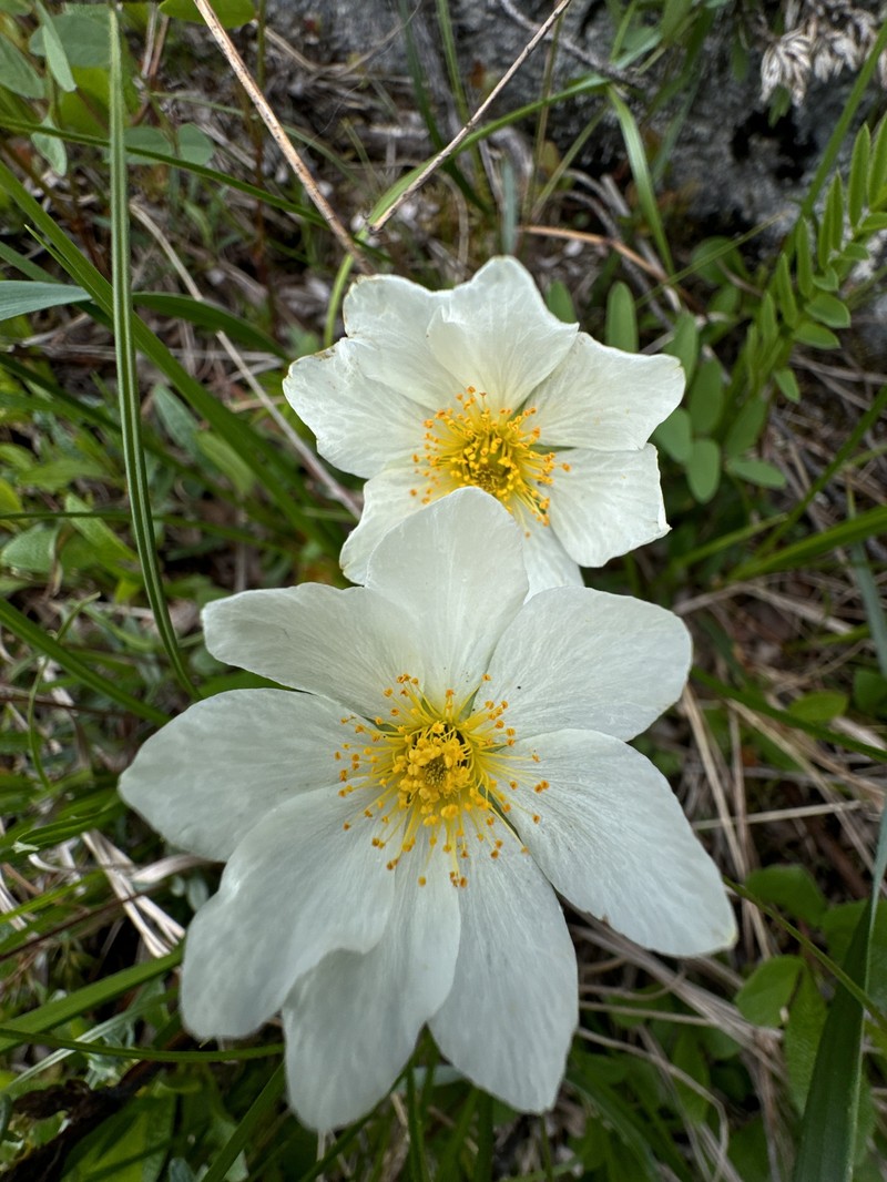Dryas integrifolia subsp. sylvatica photo 4