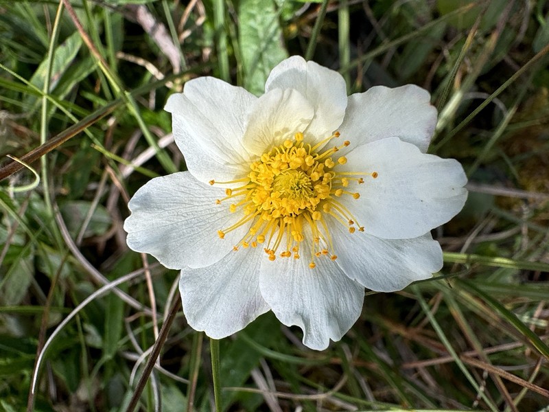 Dryas integrifolia subsp. sylvatica photo 5