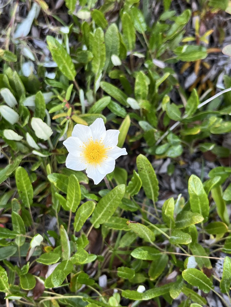 Dryas integrifolia subsp. sylvatica photo 6