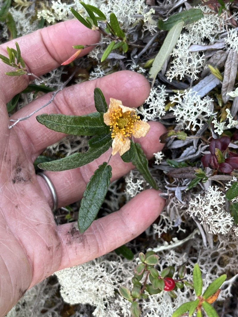 Dryas integrifolia subsp. sylvatica photo 7
