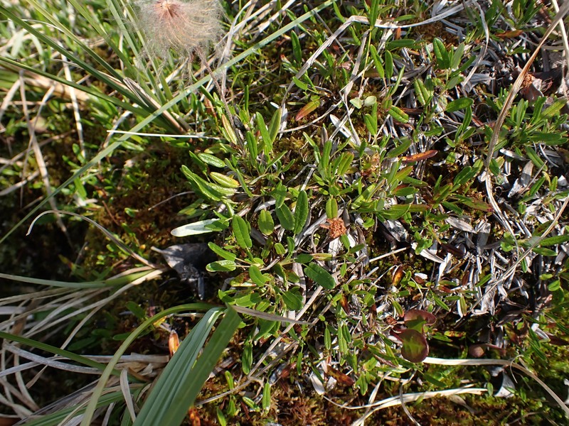 Dryas integrifolia subsp. sylvatica photo 8