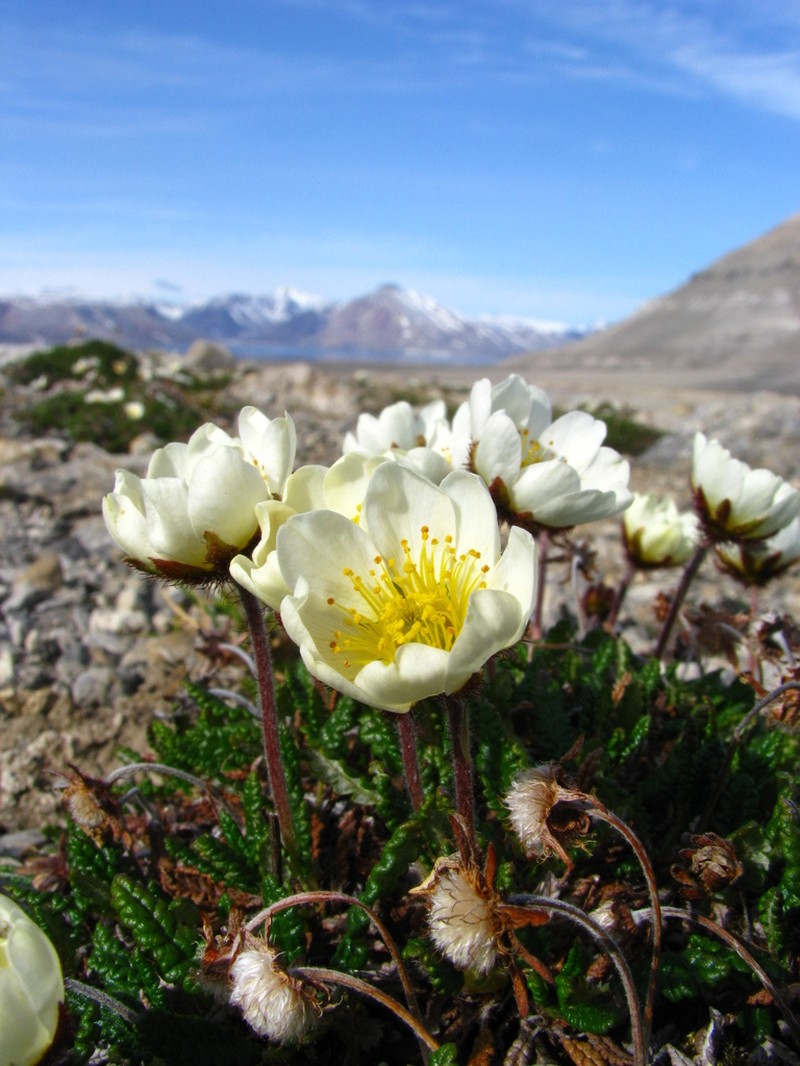 Eightpetal Mountain-Avens