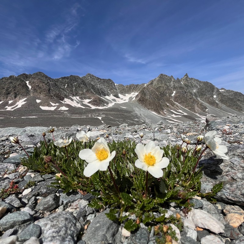 Eightpetal Mountain-Avens photo 2