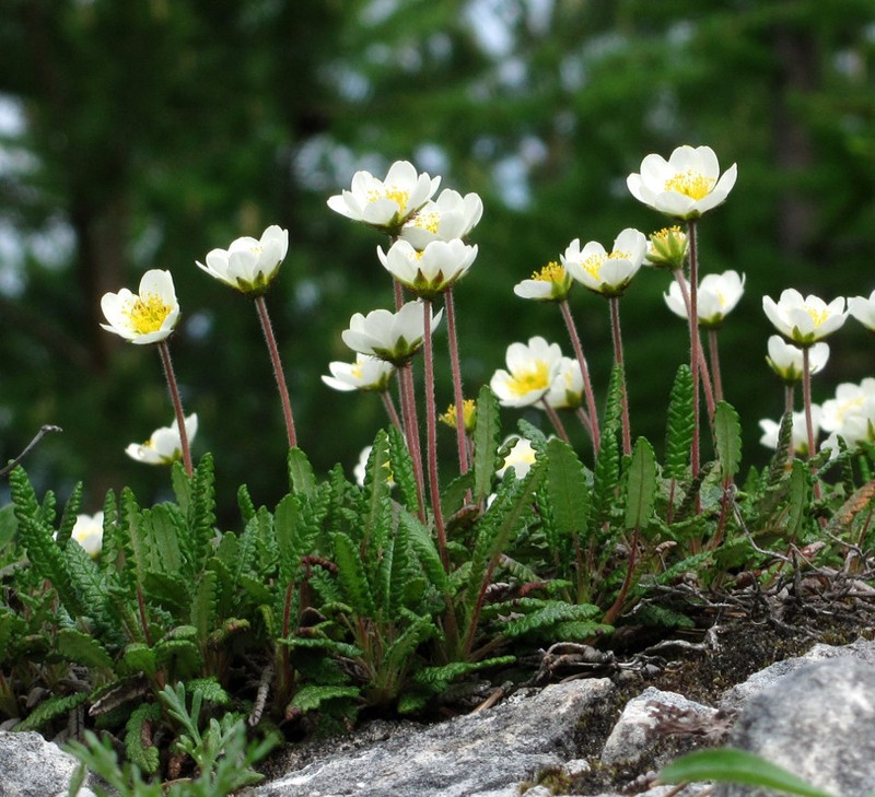 Eightpetal Mountain-Avens photo 3
