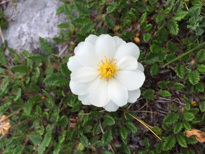 Eightpetal Mountain-Avens photo 4