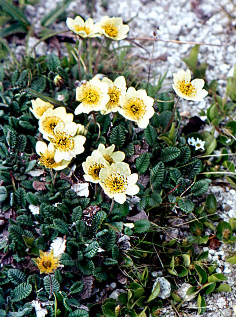 Eightpetal Mountain-Avens photo 5