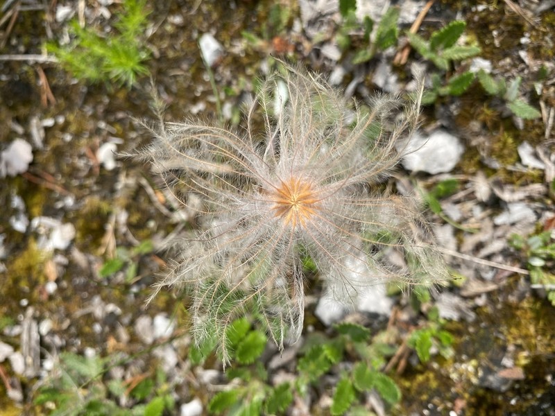 Eightpetal Mountain-Avens photo 6