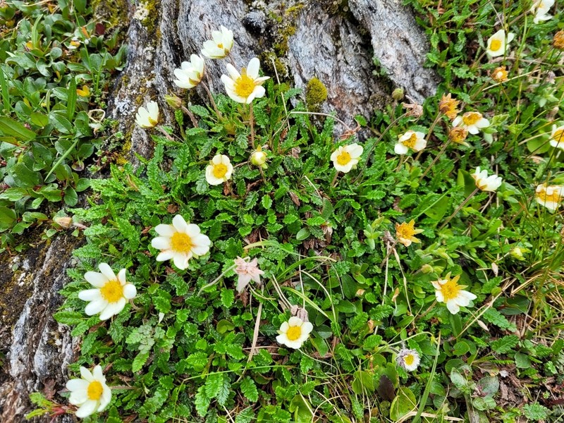Eightpetal Mountain-Avens photo 7