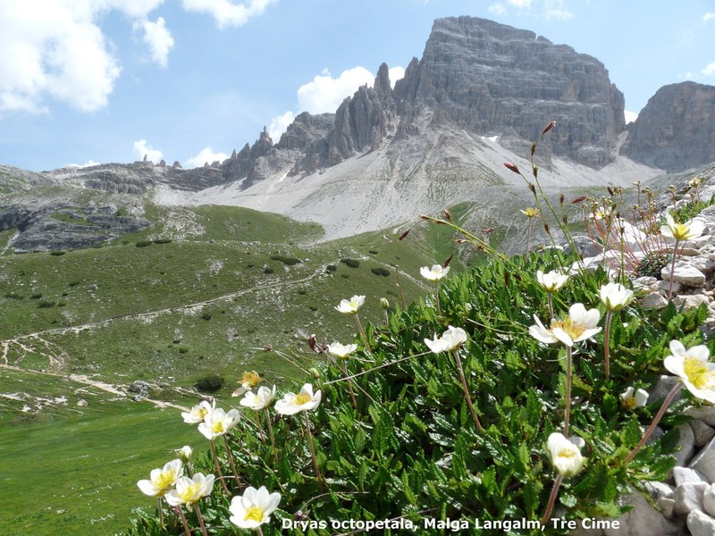 Eightpetal Mountain-Avens photo 8