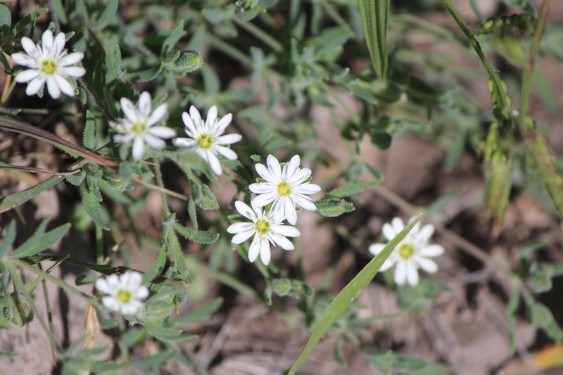 Sandwort Drymary