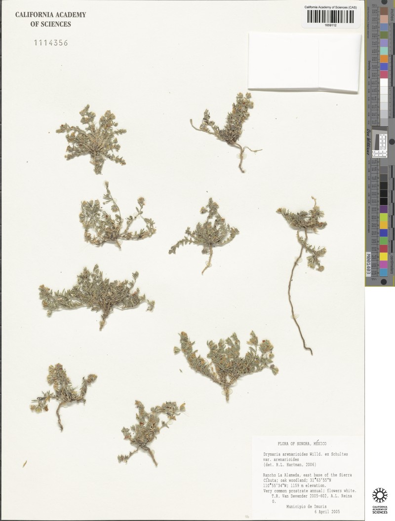 Drymaria arenarioides subsp. arenarioides