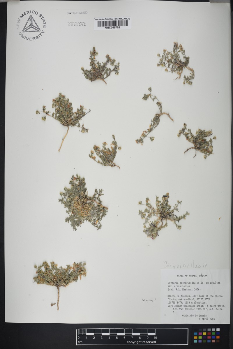 Drymaria arenarioides subsp. arenarioides photo 2