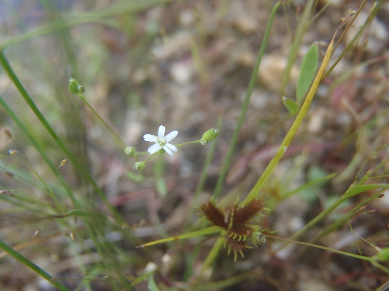Drymaria depressa photo 2