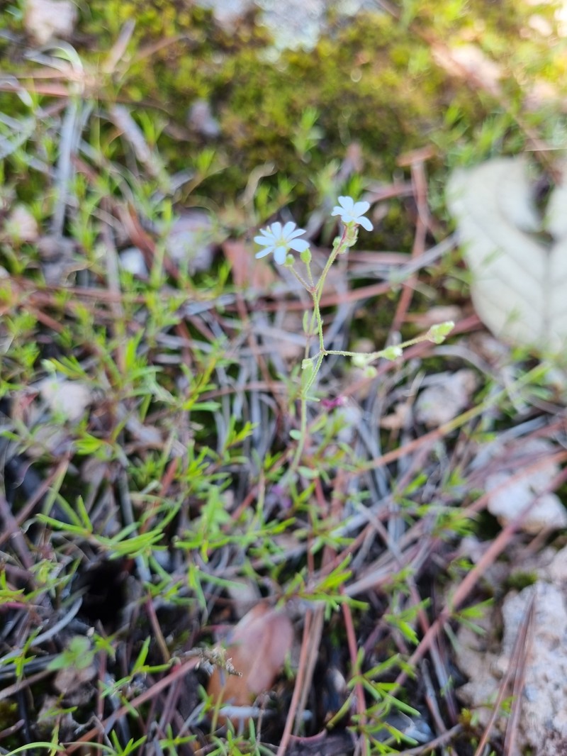 Pinewoods Drymary photo 6