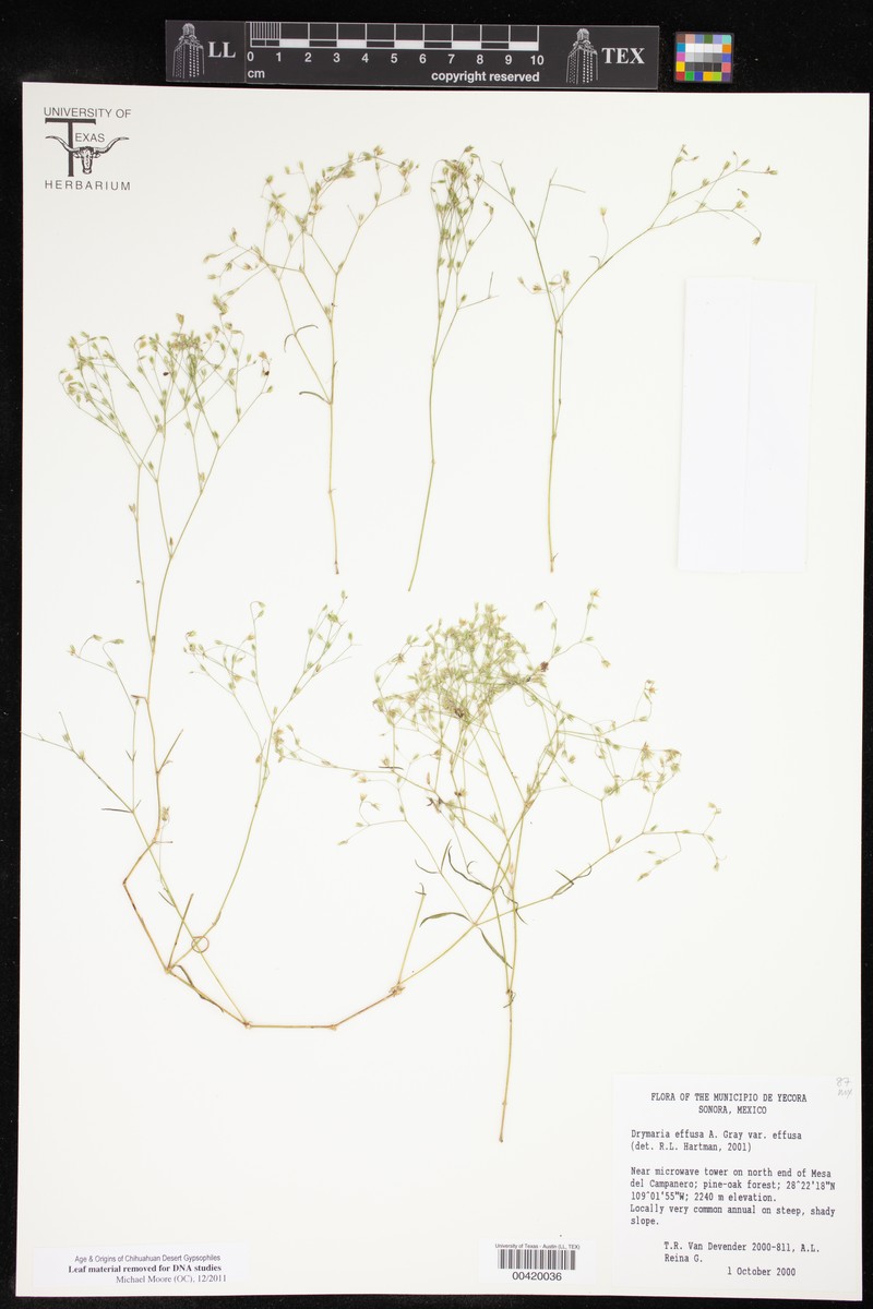 Drymaria effusa var. effusa