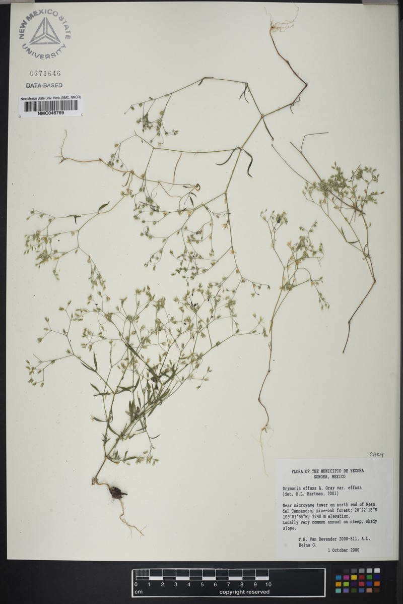 Drymaria effusa var. effusa photo 2