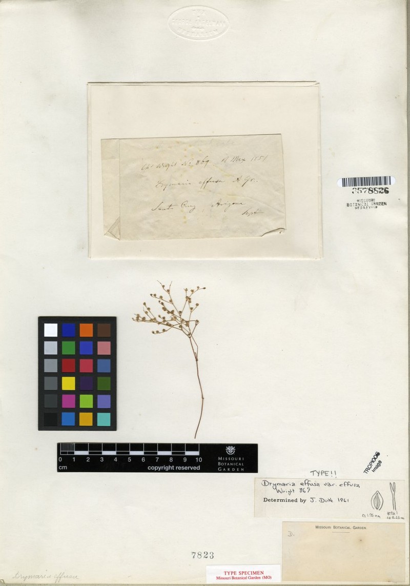 Drymaria effusa var. effusa
