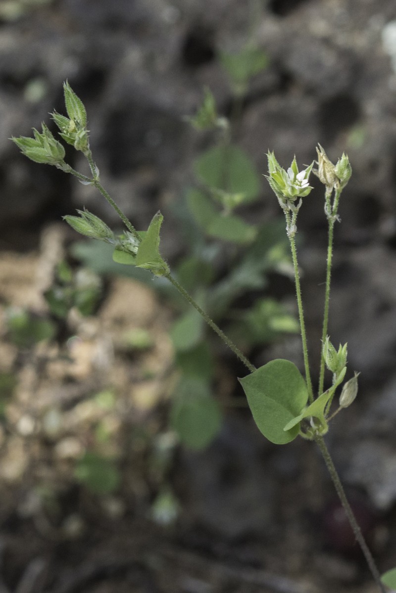 Fendler's Drymary photo 6