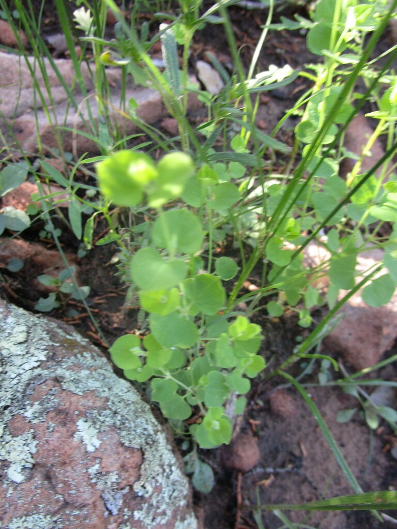 Fendler's Drymary photo 7