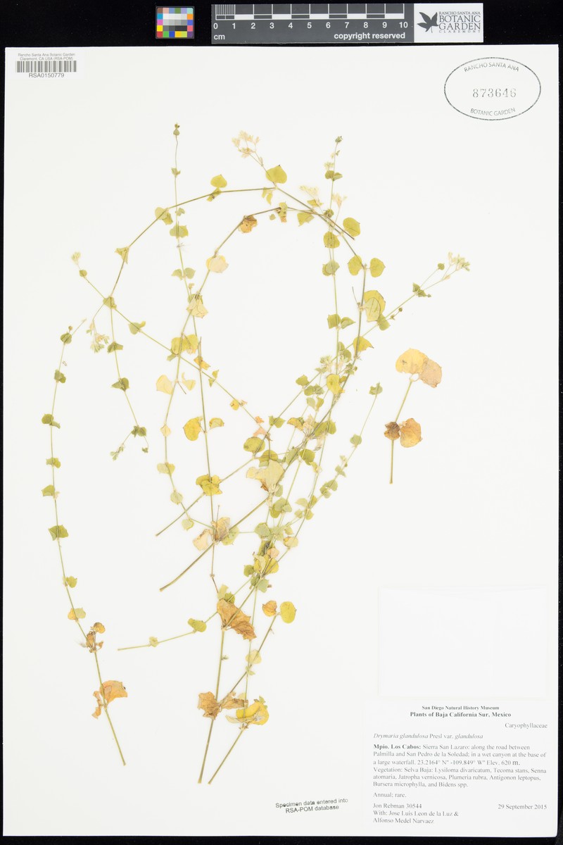 Drymaria glandulosa var. glandulosa photo 4