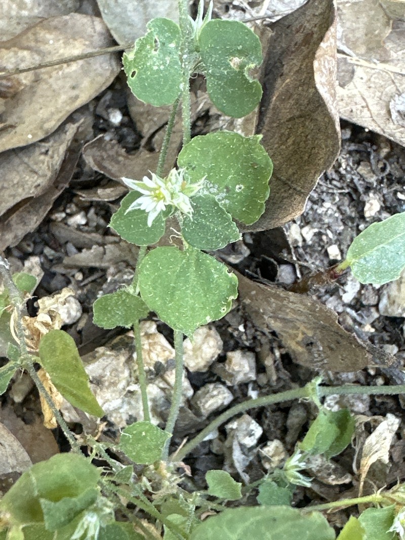 Drymaria glandulosa var. glandulosa