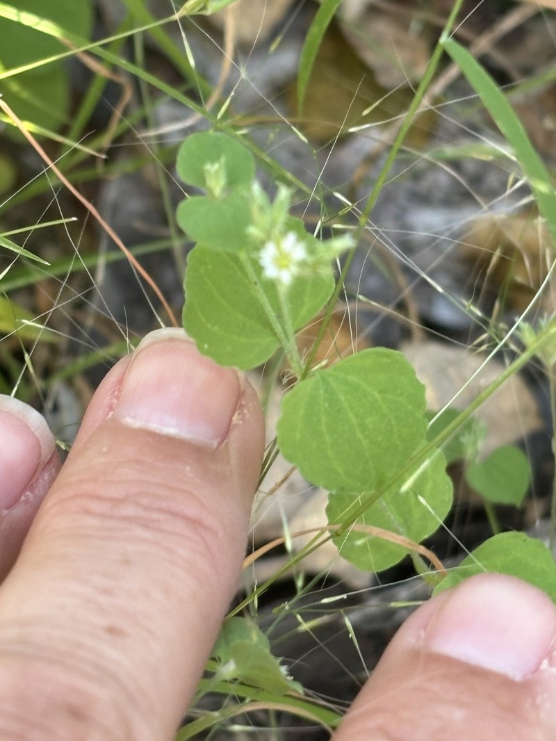Drymaria glandulosa var. glandulosa photo 2